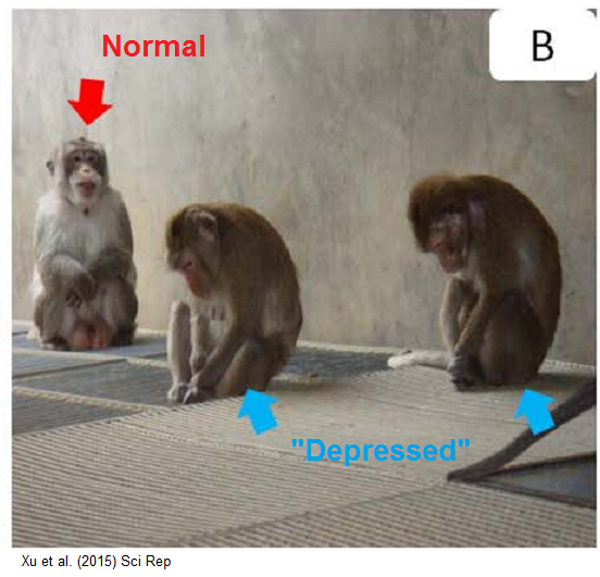Depressed monkeys