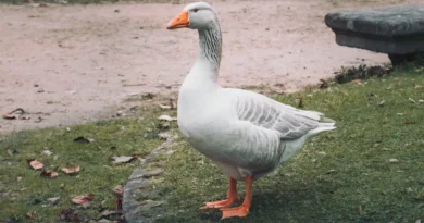 gęś