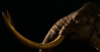 mamut