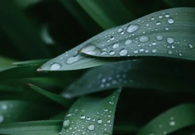 liść z kroplami deszczu