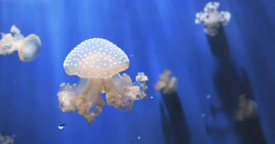 meduza w oceanie