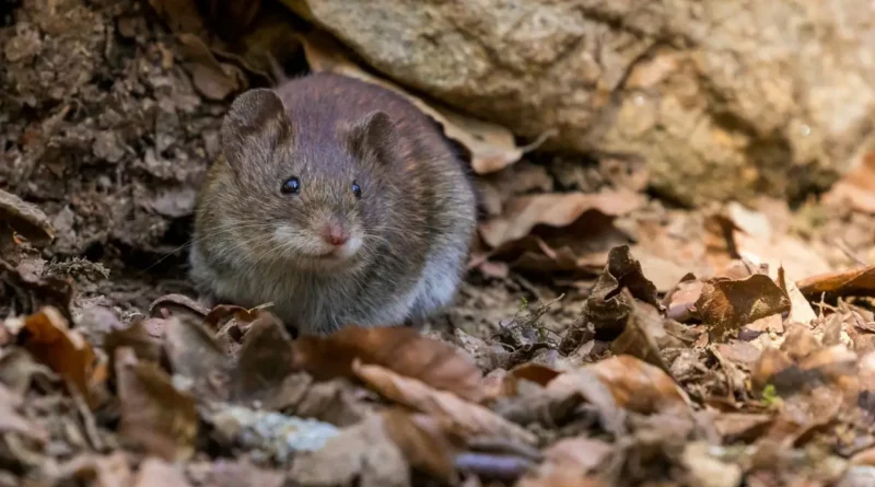 myszka w naturalnym środowisku