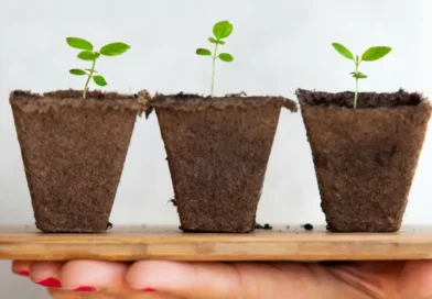 rośliny na drewnianej desce