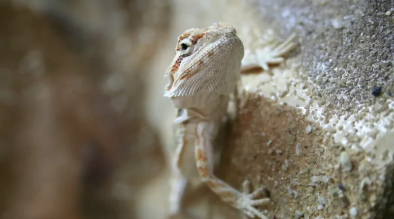 Pogona vitticeps