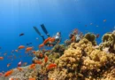 Niezwykły wiek koralowców w Oceanie Spokojnym. Zaawansowane badanie odsłania tajemnicę głębin