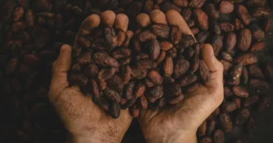 Flawanole zawarte w kakao mogą chronić funkcję naczyń krwionośnych