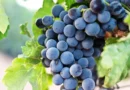 Spożywanie winogron może poprawiać kondycję skóry