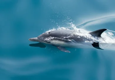 delfin w wodzie