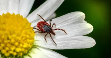 Nowa aplikacja PetCheck ostrzega przed kleszczami w Twojej okolicy – sprawdź, gdzie czai się zagrożenie!