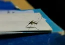 Chronisz się przed komarami, ale niszczysz pożyteczne owady. Wyniki badań nie pozostawiają złudzeń! Chronisz się przed komarami, ale niszczysz pożyteczne owady. Wyniki badań nie pozostawiają złudzeń!