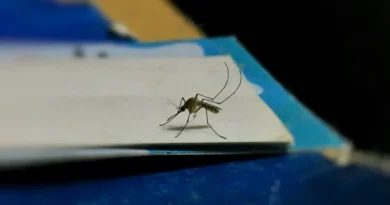 Nowy gatunek komara odkryty u wybrzeży Afryki Wschodniej może zagrozić skuteczności walki z malarią