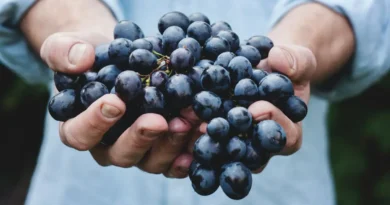 Zaskakujące odkrycie naukowców! W czasach kryzysu klimatycznego starożytni rolnicy woleli wino od oliwy!