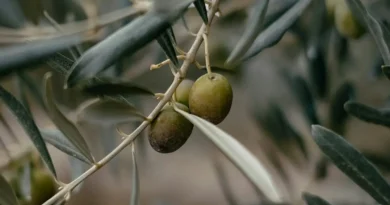 Ile jest oliwy z prawdziwych oliwek? Polscy naukowcy to przebadali i alarmują