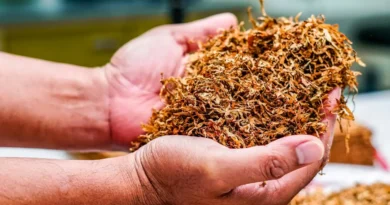 Polscy naukowcy badają cytyzynę. To przełomowy lek na uzależnienia od nikotyny