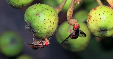 Na długo przed ludźmi owady poleciały w kosmos?