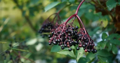 Naukowcy wzięli pod lupę czarny bez. Jak nie zmarnować jego mocy?