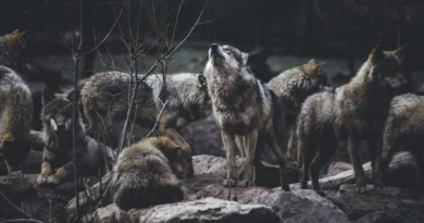 Naukowcy z Kanady i Polski zbadali zachowania wilków. Czy nadal boją się one ludzi?