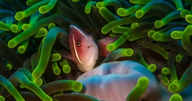 Ciemna strona bioróżnorodności. Co mówią nam gatunki, których nie widzimy?