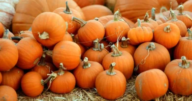 Naukowcy wzięli się za dynie. Każda odmiana ma inny potencjał zdrowotny