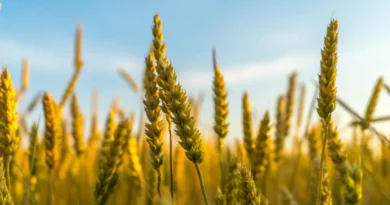 Ważne odkrycie naukowe w kontekście postępujących zmian klimatycznych