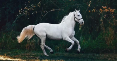 Prehistoryczny koń z Moraw. Przełomowe odkrycie czeskich archeologów!