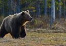 Niedźwiedzie brunatne przemieszczają się na dawne tereny? Nowa badanie w polskich Karpatach