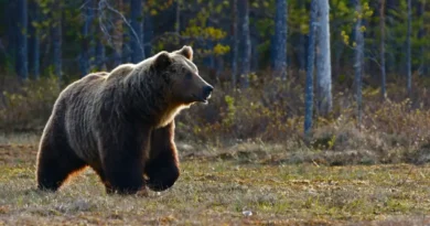 Niedźwiedzie brunatne przemieszczają się na dawne tereny? Nowa badanie w polskich Karpatach