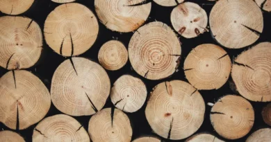 Materiały fotoluminescencyjne. Naukowcy sięgnęli po jeden z naturalnych składników drewna