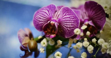 Nowy gatunek storczyka odkryty w Peru przez naukowców z Polski