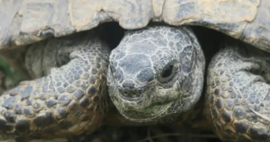 Po 150 latach żółwie wracają na Floreanę. Kluczową rolę odgrywają dane satelitarne NASA