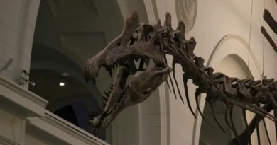 Powrót na plażę. Dlaczego ewolucja sprawiła, że niektóre zwierzęta wróciły do wody?