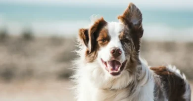 Wyszkolone psy potrafią wykryć mięsaka naczyń krwionośnych