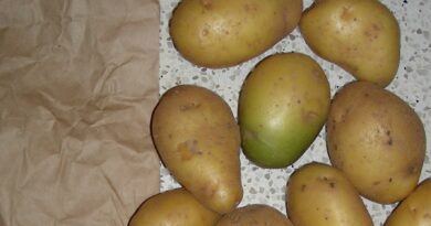 Uważaj na takie ziemniaki – są trujące Uważaj na takie ziemniaki – są trujące