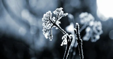 skuta mrozem roślina