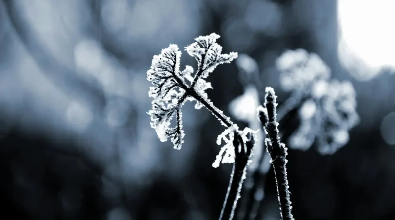 skuta mrozem roślina