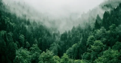 Co ma najsilniejszy wpływ na ekosystemy w Polsce? Analiza danych z prawie 40 lat