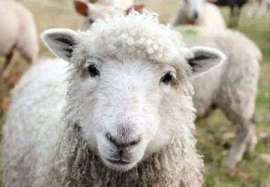 Mózg na wypasie. Pierwsze terapeutyczne stado owiec Mózg na wypasie. Pierwsze terapeutyczne stado owiec