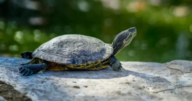 Polska uczelnia Arką Noego dla żółwi kantońskich, które wymarły na wolności