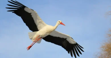 Bociany w podróży. Od technologii śledzenia do ochrony ptasich szlaków
