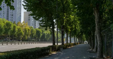 Drzewa w centrum miast. Polscy naukowcy znaleźli na to sposób