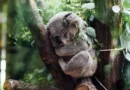 Badania nad koalą zmieniają naszą wiedzę. To już nie jest gatunek zagrożony wyginięciem? Badania nad koalą zmieniają naszą wiedzę. To już nie jest gatunek zagrożony wyginięciem?